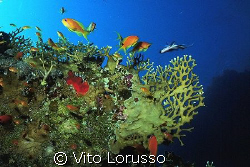 Corals - Millepora dichotoma by Vito Lorusso 